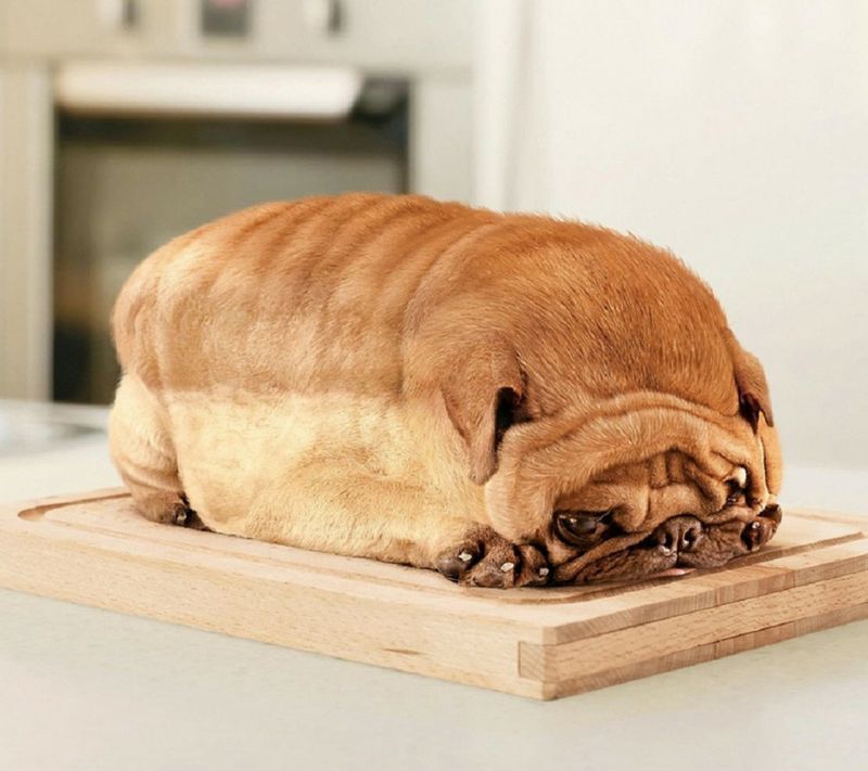 Ein BrotHund