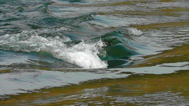 Spektakuläre Rettung eines Welpen