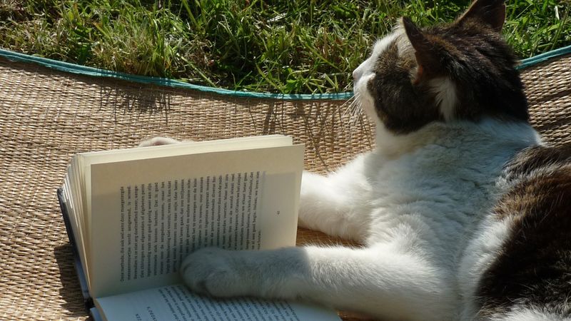 Der Bestseller einer Katze