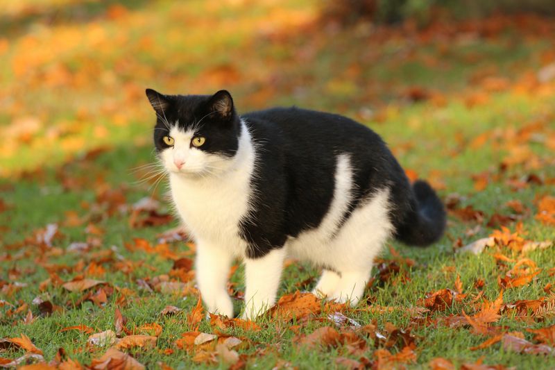 Die lauteste Katze der Welt!