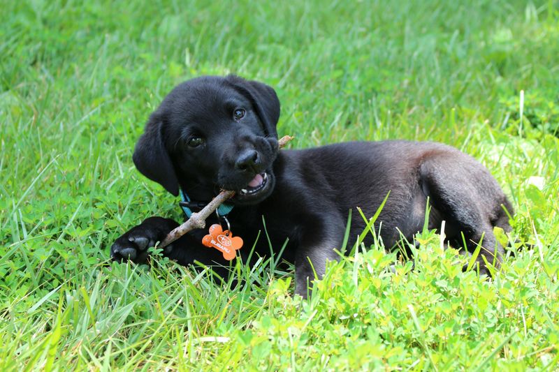 Süßer Hundewelpe bekommt Schluckauf