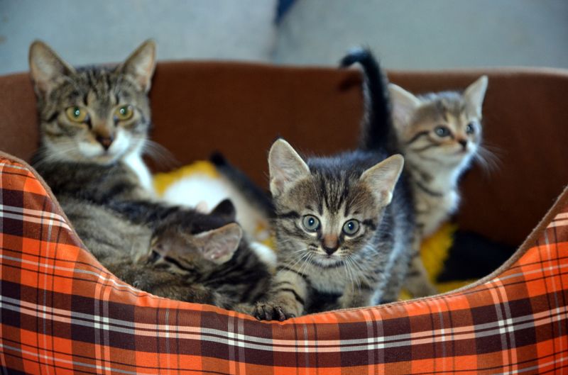 Katze läuft 5 mal durch Feuer, um ihre Babys zu retten!