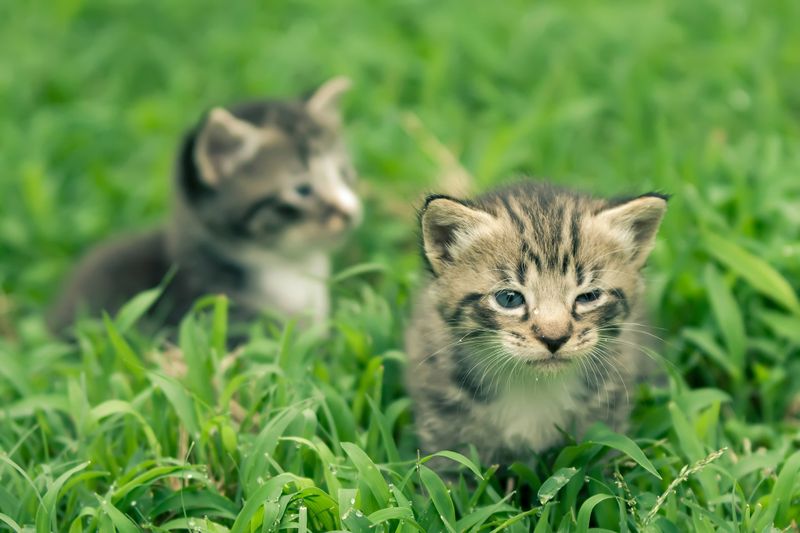 Katze läuft 5 mal durch Feuer, um ihre Babys zu retten!