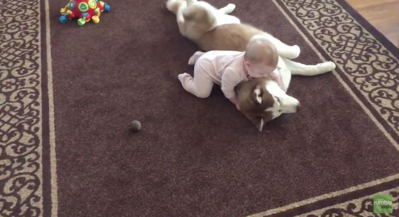 Dieser Hund macht alle Babysitter überflüssig!