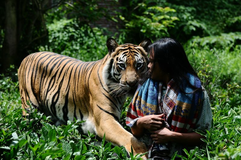 Freundschaft mit einem Tiger