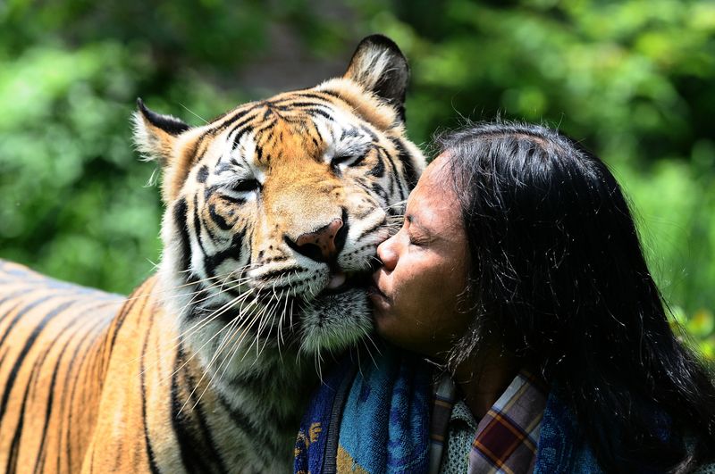 Freundschaft mit einem Tiger