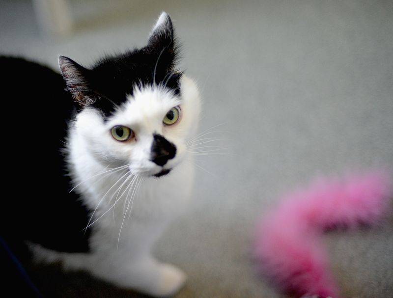 8 Anzeichen dafür, dass deine Katze eigentlich ein Hund ist.