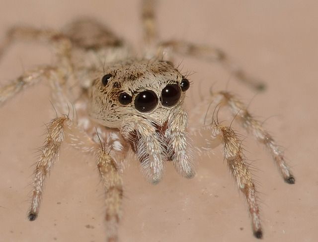 Niedliche Spinne