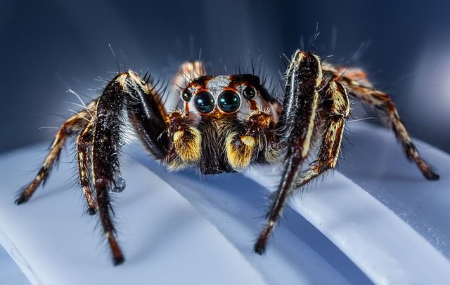 Niedliche Spinne