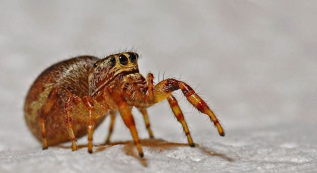 Niedliche Spinne