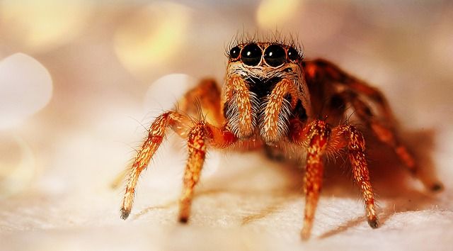 Niedliche Spinne