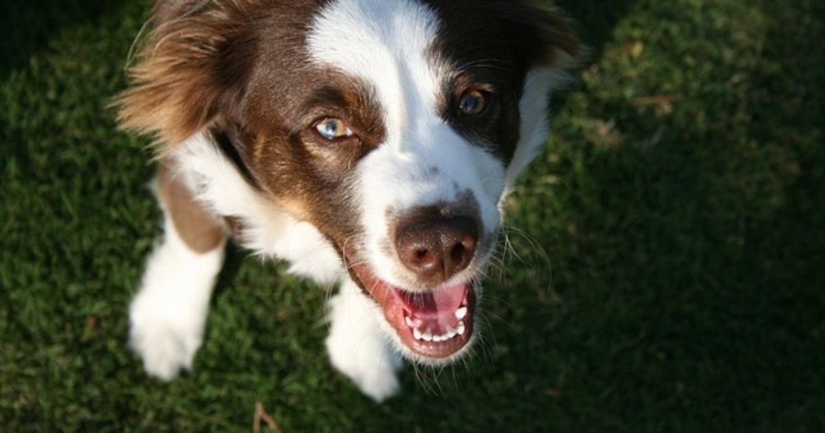 Dieser Hund wird wieder glücklich gemacht