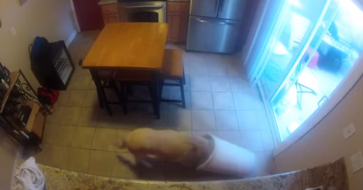 Hund mit Überwachungskamera gefilmt er fühlte sich ganz unbeobachtet&hellip;