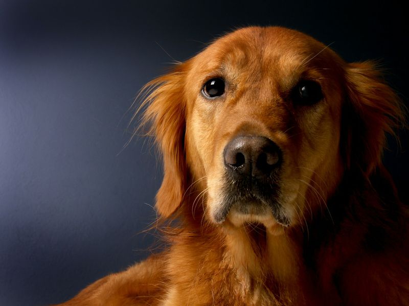 Retter des Tages: Hund rettet sein blindes Herrchen!