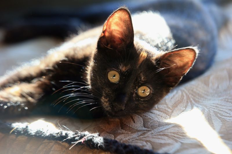 So gewöhnst du deiner Katze das Kratzen an Möbelstücken ab!