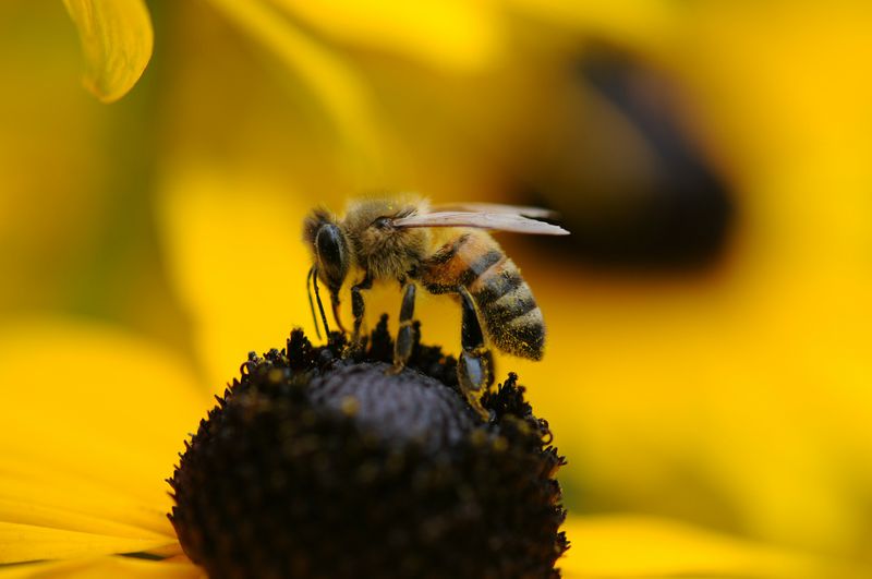 Wahnsinn! Ohne Schutz fasst er in einen Bienenschwarm!