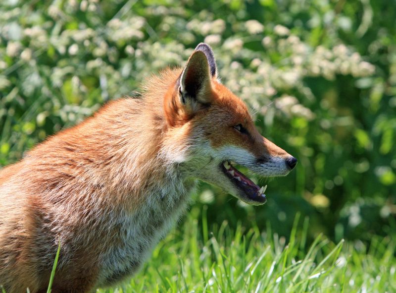 Schonmal einen wilden Fuchs ein Sandwich machen sehen?