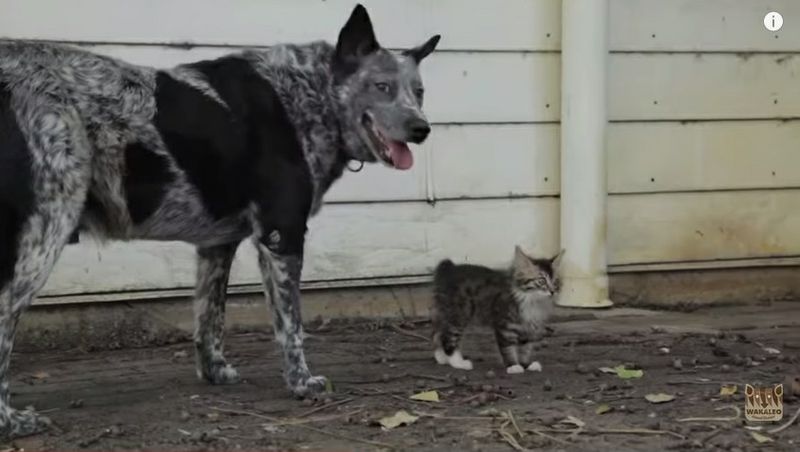 Hund wacht über sein Wackelköpfchen