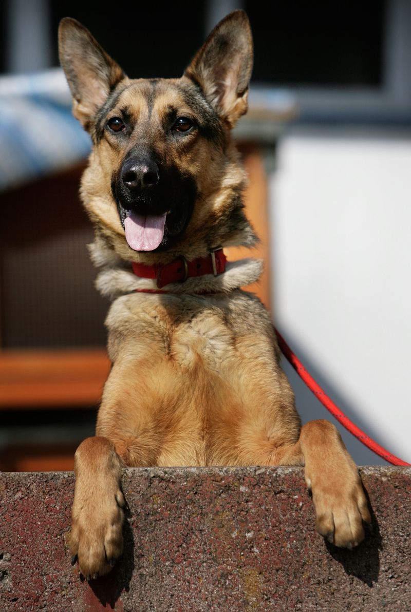 Dieser Hund ist unglaublich gut erzogen!