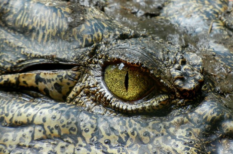 Die Jagd nach dem Riesen-Krokodil