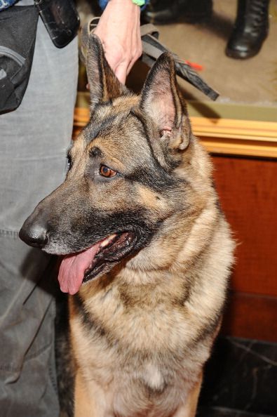Die bewegende Freundschaft zweier Hunde