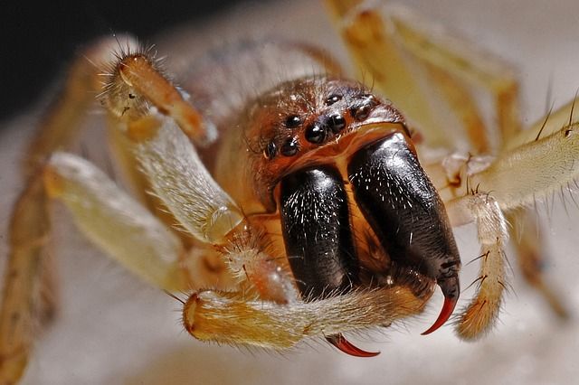 Achtung! Invasion der Spinnen