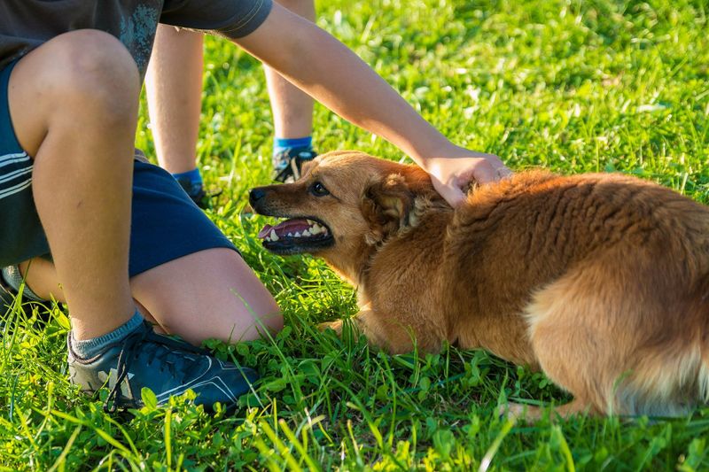 5 Gründe, einem Hund nicht über den Kopf zu streicheln