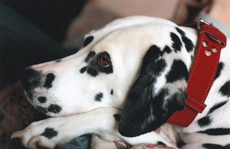 5 Gründe, einem Hund nicht über den Kopf zu streicheln