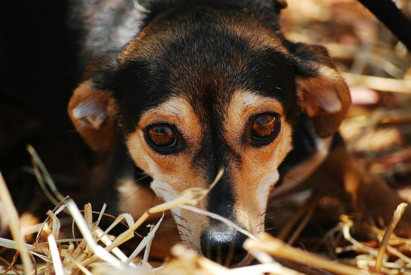5 Gründe, einem Hund nicht über den Kopf zu streicheln