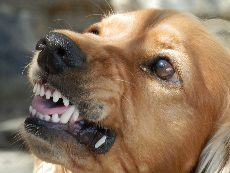 5 Gründe, einem Hund nicht über den Kopf zu streicheln
