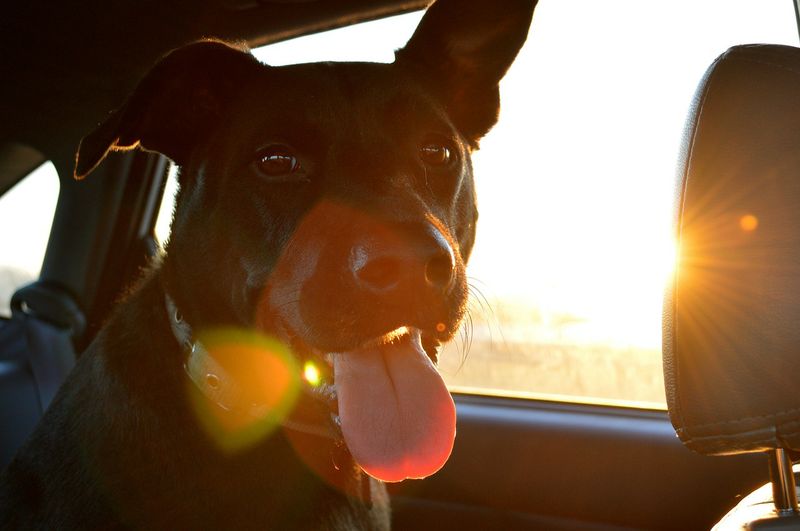 Endlich ist es Gesetz: So viel zahlen Hundebesitzer, die ihren Vierbeiner bei dieser Hitze...