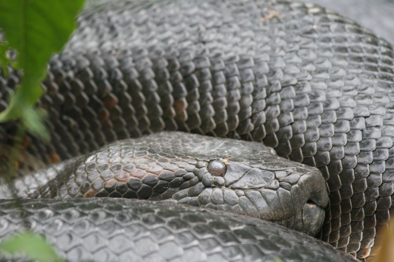 Größte Schlange Der Welt Frisst Zoowärter www.tierfans.net