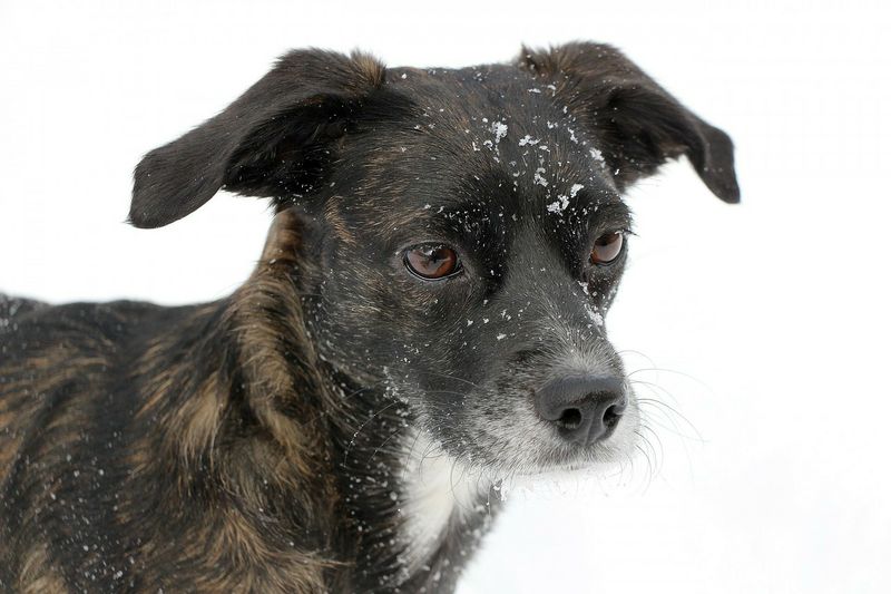 Er gab einem Straßenhund nur etwas zu fressen...