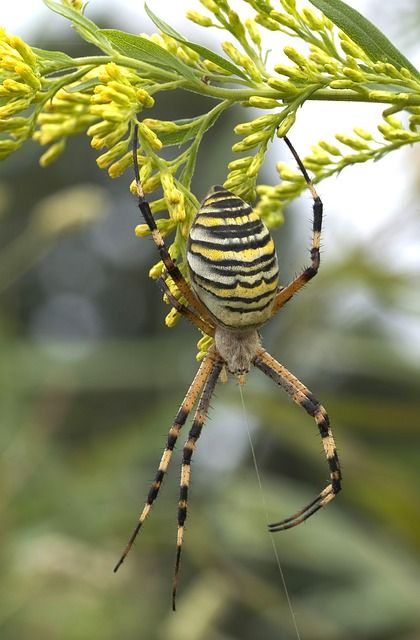 Sie sieht aus wie ein Tiger - Die Tigerspinne!