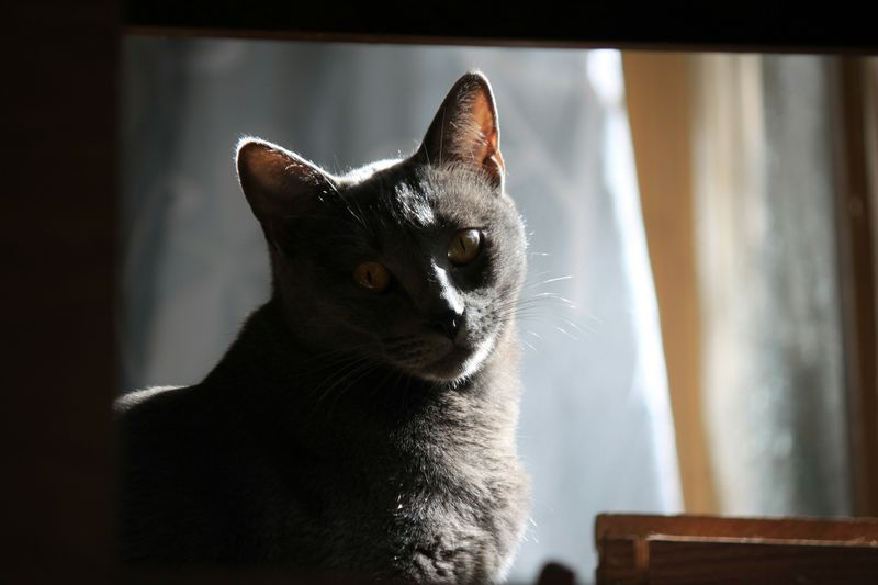 Anzeichen Dass Deine Katze Dich Töten Will