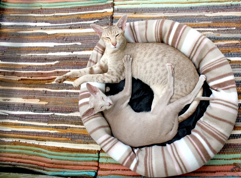 Bist du bereit für eine Katze? - Finde es jetzt heraus!