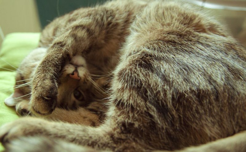 Bist du bereit für eine Katze? - Finde es jetzt heraus!