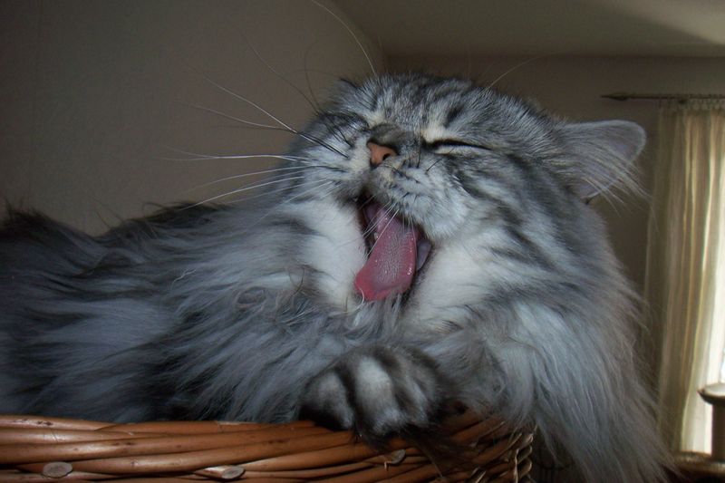 Bist du bereit für eine Katze? - Finde es jetzt heraus!
