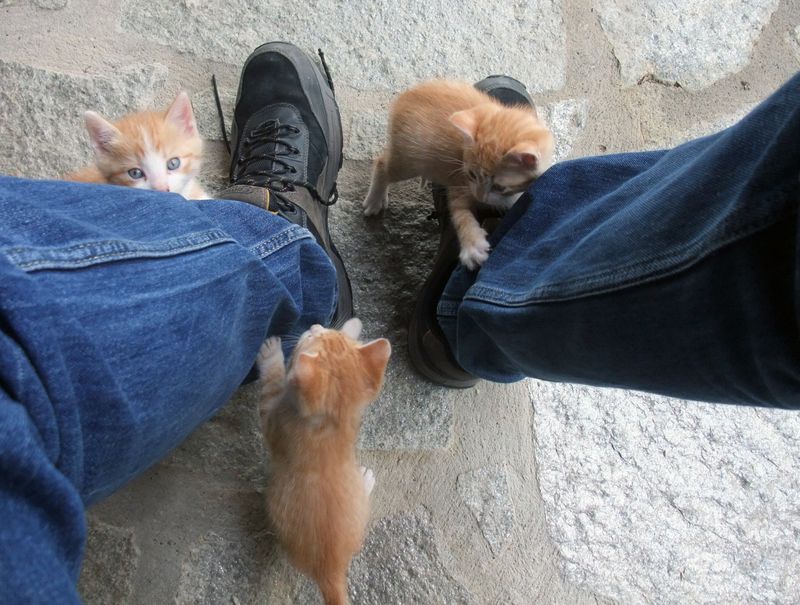 Bist du bereit für eine Katze? - Finde es jetzt heraus!