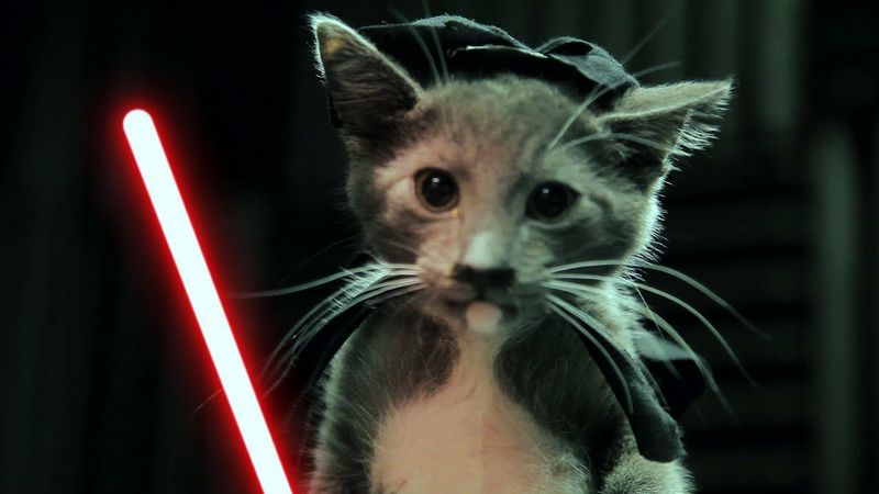 Werbung Star Wars Hund Katze