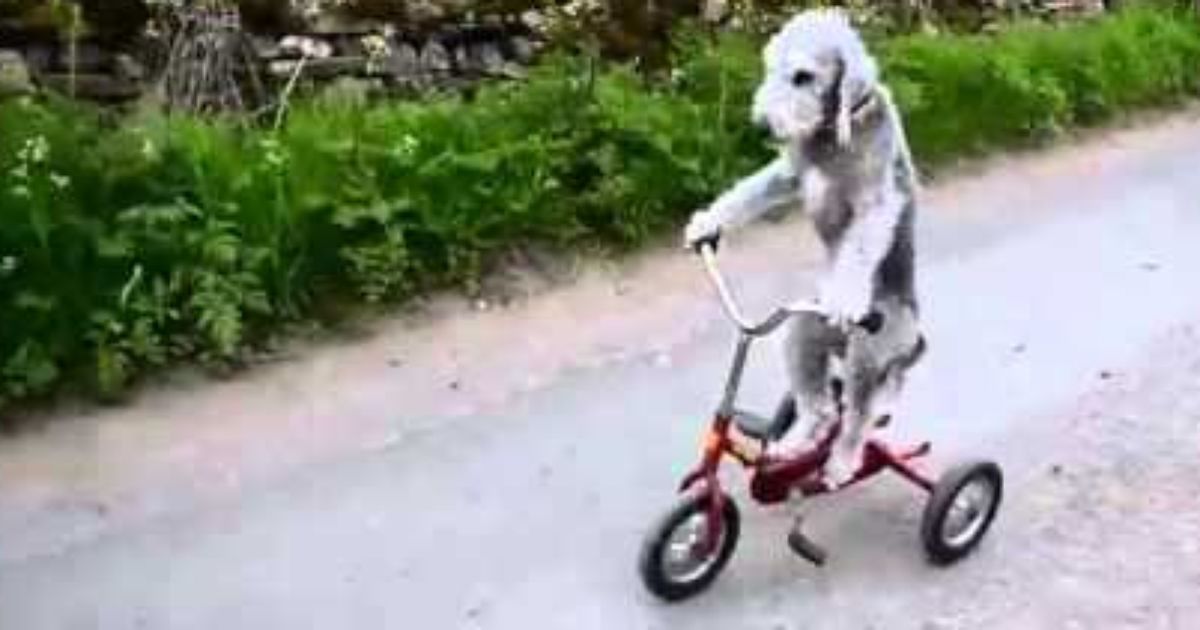 fahrrad hund