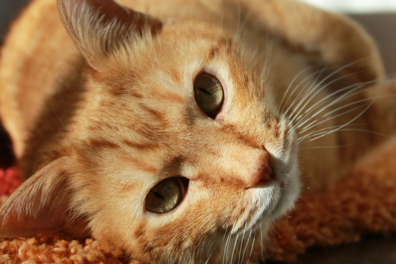 Die Katzen-Insel: Plage oder Segen?