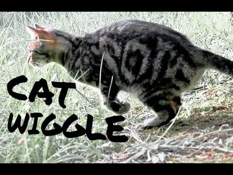 Katzen tanzen Wiggle Wiggle