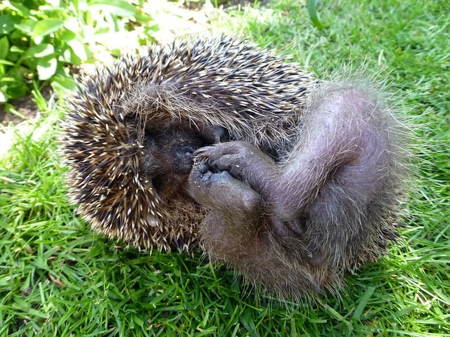 Lustige Igel in Aktion