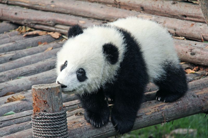 5 Fakten über Pandas, die nicht jeder kennt!