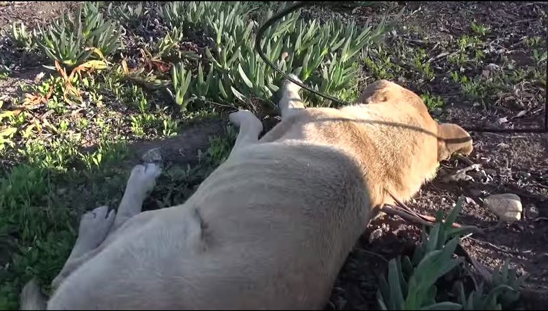 Dieser Straßenhund wurde im Schlaf überrascht!