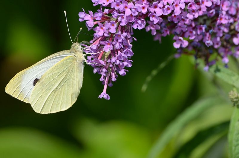Mit diesen Pflanzen lockst du dir Schmetterlinge in den Garten