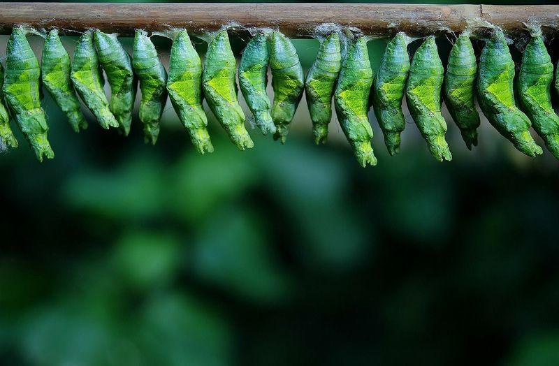 Mit diesen Pflanzen lockst du dir Schmetterlinge in den Garten