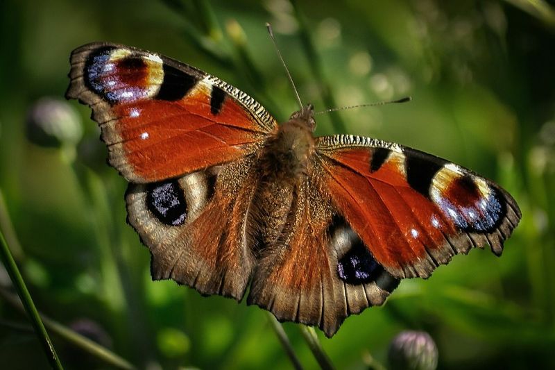 Mit diesen Pflanzen lockst du dir Schmetterlinge in den Garten