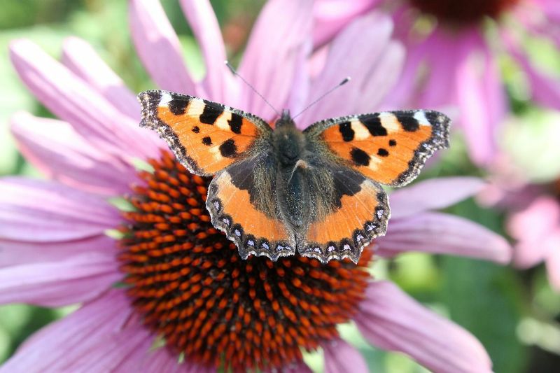 Mit diesen Pflanzen lockst du dir Schmetterlinge in den Garten